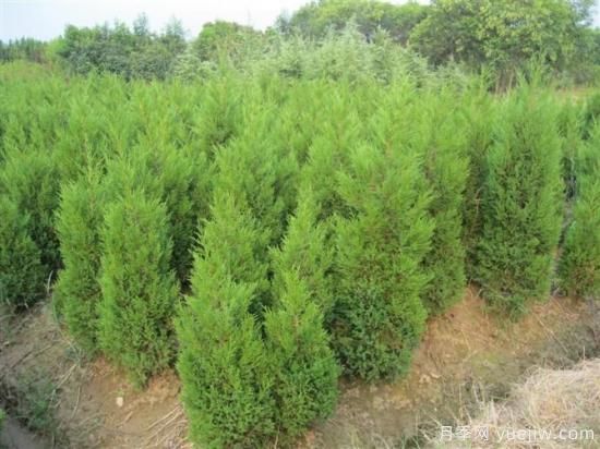 冬季如何养护好蜀桧苗木?(图1) 冬季如何护理好蜀桧苗木?(图1)