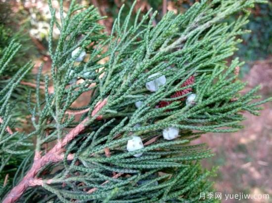 地被用龙柏苗栽培管理技术(图1)