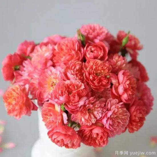 月季迷,有这些品种你值得拥有(图6) 月季花友们,这些经典月季品种你值得拥有(图3)