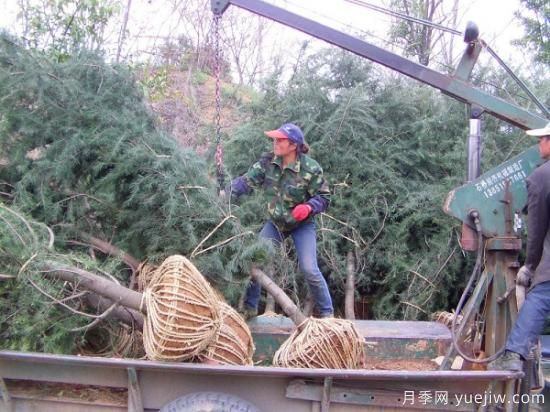 带土球雪松装车运输的几种方式?(图1) 带土球雪松装车运输的几种方式?(图1)
