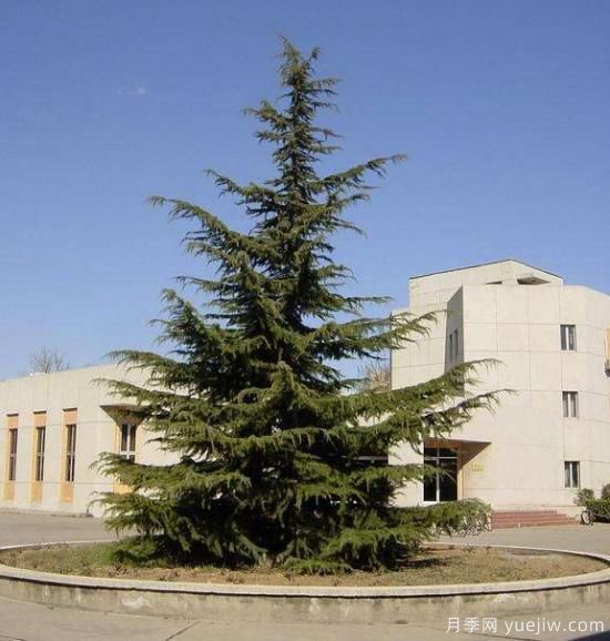 雪松树苗的浇水方法及注意事项(图1) 雪松树苗的浇水方法及注意事项(图1)