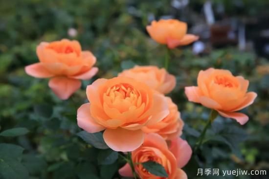 强烈推荐的11种月季花，阳台变花园不是梦(图1)