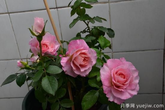 强烈推荐的11种月季花，阳台变花园不是梦(图3)