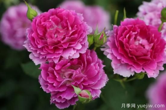 强烈推荐的11种月季花，阳台变花园不是梦(图6)