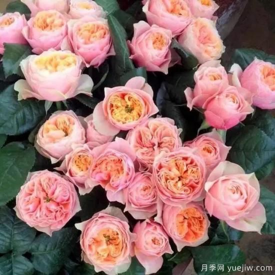 月季迷,有这些品种你值得拥有(图18) 月季花友们,这些经典月季品种你值得拥有(图9)