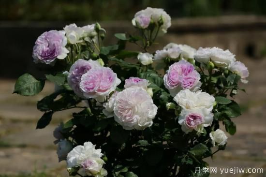 强烈推荐的11种月季花，阳台变花园不是梦(图8)