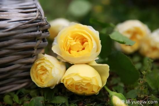 强烈推荐的11种月季花，阳台变花园不是梦(图9)