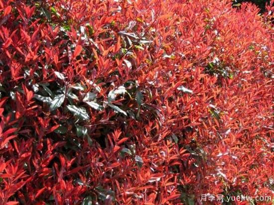 红叶石楠最好的品种是红罗宾还是红唇吗？(图1)