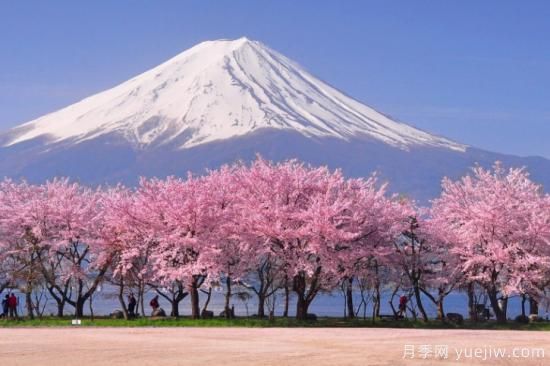 世界上最美丽的10种树(图1)