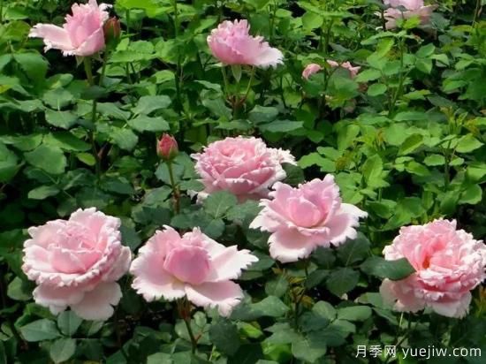 推荐7个颜值能打抗性超群的粉色灌木月季(图1)