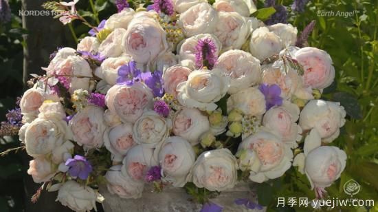 推荐7个颜值能打抗性超群的粉色灌木月季(图2)