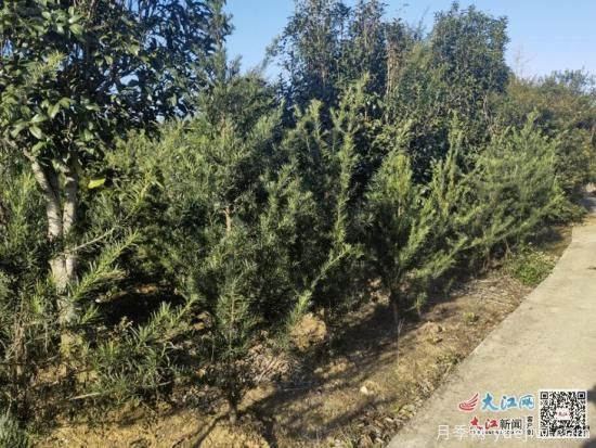 安义县峤岭村“苗”绘富民图(图3) 南昌安义:峤岭村用2亿元苗木产业绘就富民图(图2)