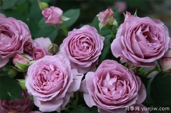 抗病性强勤花的月季经典品种,推荐有6种(图1) 推荐6个勤花且抗病性强的经典品种月季(图1)