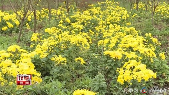 芭蕉:乡友种植贡菊700亩 朵朵飘香说丰收(图1) 南充仪陇:芭蕉乡友种植贡菊700亩 朵朵飘香说丰收(图1)