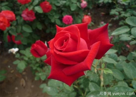 抗病性强勤花的月季经典品种,推荐有6种(图2) 推荐6个勤花且抗病性强的经典品种月季(图2)