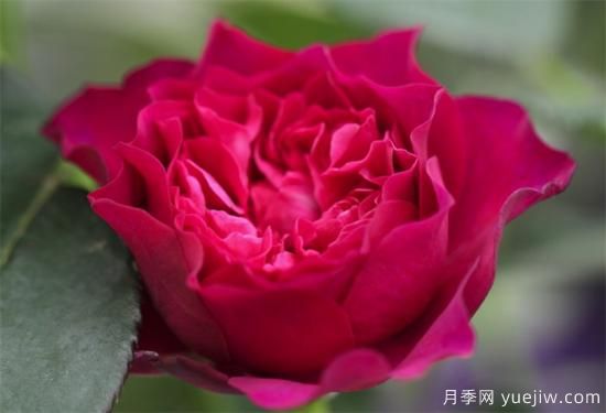 抗病性强勤花的月季经典品种,推荐有6种(图3) 推荐6个勤花且抗病性强的经典品种月季(图3)