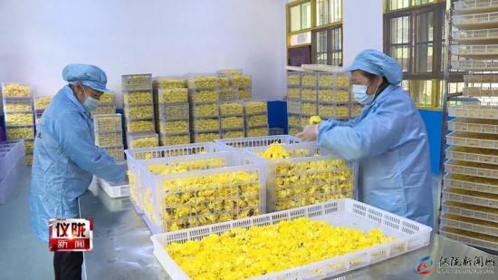 芭蕉:乡友种植贡菊700亩 朵朵飘香说丰收(图2) 南充仪陇:芭蕉乡友种植贡菊700亩 朵朵飘香说丰收(图2)