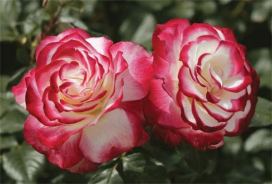 抗病性强勤花的月季经典品种,推荐有6种(图5) 推荐6个勤花且抗病性强的经典品种月季(图5)