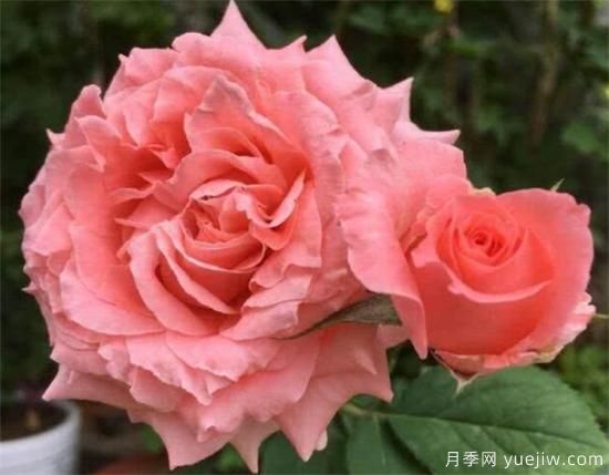 抗病性强勤花的月季经典品种,推荐有6种(图6) 推荐6个勤花且抗病性强的经典品种月季(图6)