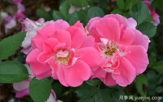 热门10种月季，开成花海开成瀑布开花不断(图9)