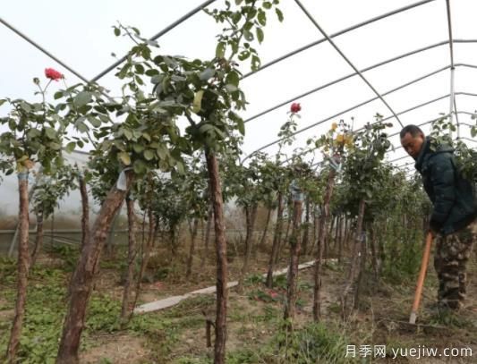 嫁接万株“月季树”,开出乡村振兴新“花”样(图1) 焦作修武:嫁接万棵月季树,实现乡村振兴新途径(图1)