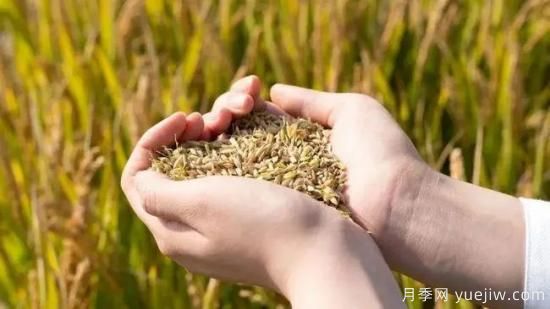 河南粮食仓容量位居全国第一!我省出台储备粮管理办法,保障粮食安全(图1) 河南粮食仓容量位居全国第一!出台储备粮管理办法保障粮食安全(图1)