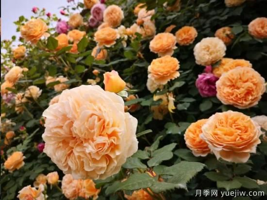藤本月季现在可以牵引吗?不同地区差异可真大!(图2) 藤本月季12月可以开始牵引吗?不同地区差异大!(图1)