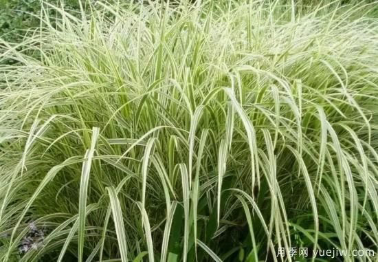 花有花镜，草有草境！这么美的观赏草你了解多少(图10)