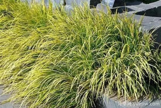 花有花镜，草有草境！这么美的观赏草你了解多少(图23)