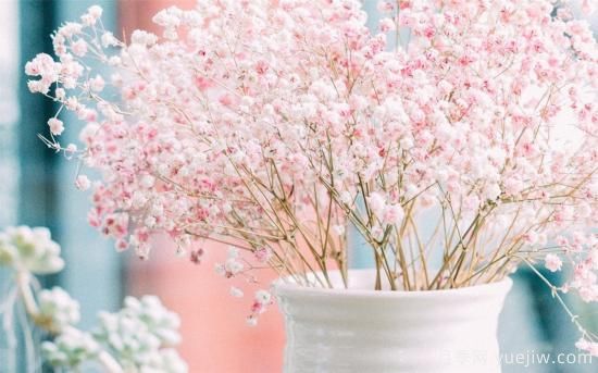 送花得送的“恰到好处”各种花的寓意和象征意义(图4)