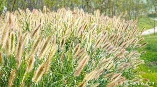 适宜北方种植的14种观赏草(图4)