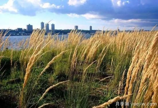 适宜北方种植的14种观赏草(图6)