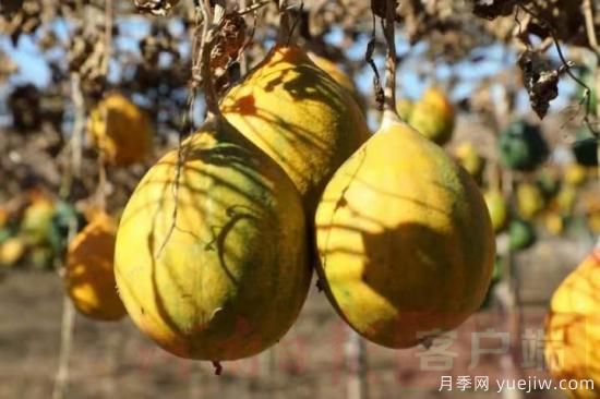 南阳镇平：引进瓜蒌喜获大丰收(图1)