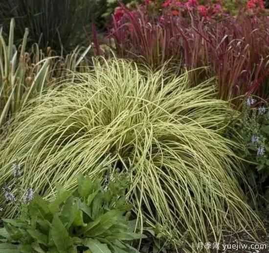 适宜北方种植的14种观赏草(图14)