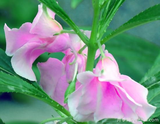 100种常见花卉的栽培大全，送给爱养花的你(图12)