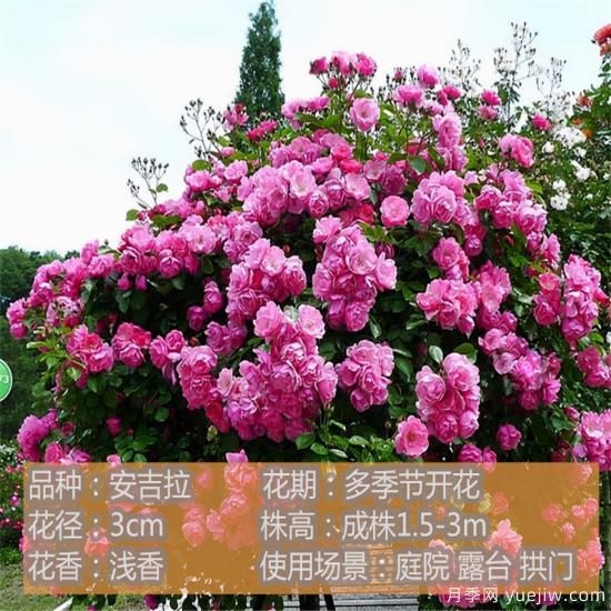 十种月季花品种,形态颜色各异,争奇斗艳,总有你喜欢的那一款(图4) 精挑推荐十个月季花品种,争奇斗艳形态颜色各异(图3)