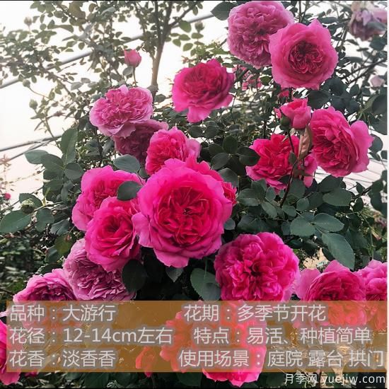 十种月季花品种,形态颜色各异,争奇斗艳,总有你喜欢的那一款(图5) 精挑推荐十个月季花品种,争奇斗艳形态颜色各异(图4)