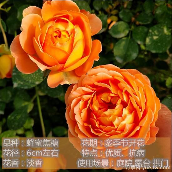 十种月季花品种,形态颜色各异,争奇斗艳,总有你喜欢的那一款(图6) 精挑推荐十个月季花品种,争奇斗艳形态颜色各异(图5)