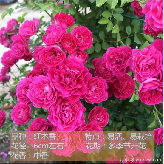 十种月季花品种,形态颜色各异,争奇斗艳,总有你喜欢的那一款(图7) 精挑推荐十个月季花品种,争奇斗艳形态颜色各异(图6)
