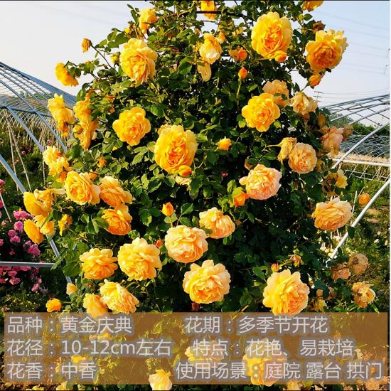 十种月季花品种,形态颜色各异,争奇斗艳,总有你喜欢的那一款(图8) 精挑推荐十个月季花品种,争奇斗艳形态颜色各异(图7)