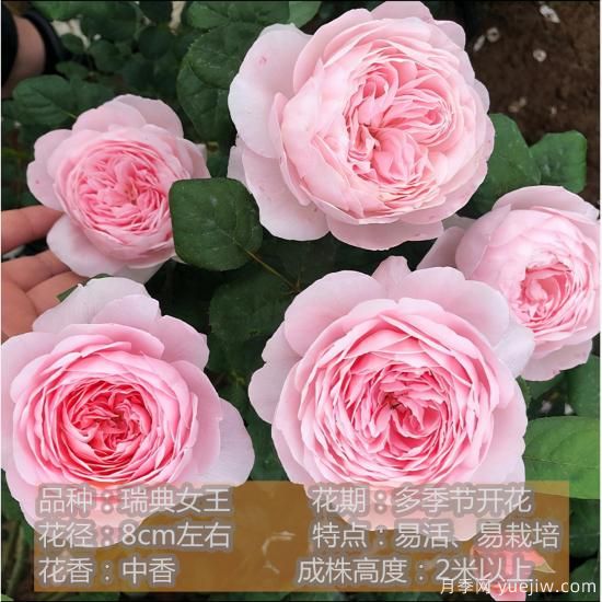 十种月季花品种,形态颜色各异,争奇斗艳,总有你喜欢的那一款(图9) 精挑推荐十个月季花品种,争奇斗艳形态颜色各异(图8)