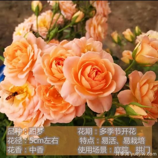 十种月季花品种,形态颜色各异,争奇斗艳,总有你喜欢的那一款(图10) 精挑推荐十个月季花品种,争奇斗艳形态颜色各异(图9)