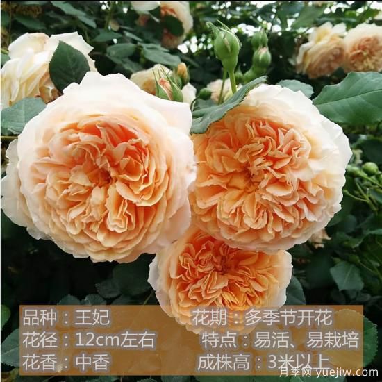 十种月季花品种,形态颜色各异,争奇斗艳,总有你喜欢的那一款(图11) 精挑推荐十个月季花品种,争奇斗艳形态颜色各异(图10)