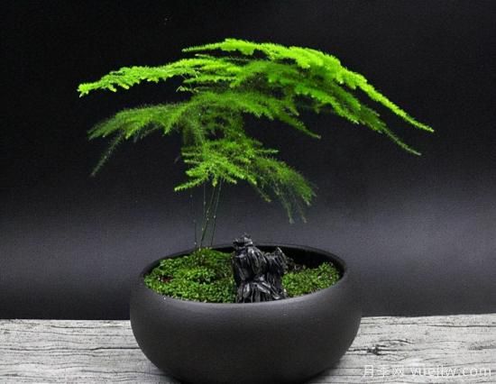 100种常见花卉的栽培大全，送给爱养花的你(图49)