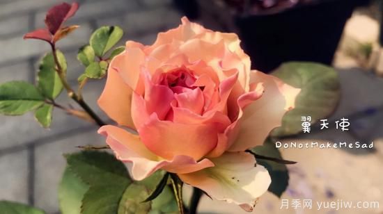 河本纯子天使系列月季，颜值担当温柔灵动(图8)