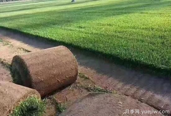 冬天想要绿草如茵，可以试试这几种草坪(图1)