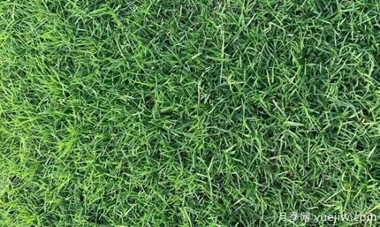 冬天想要绿草如茵，可以试试这几种草坪(图3)