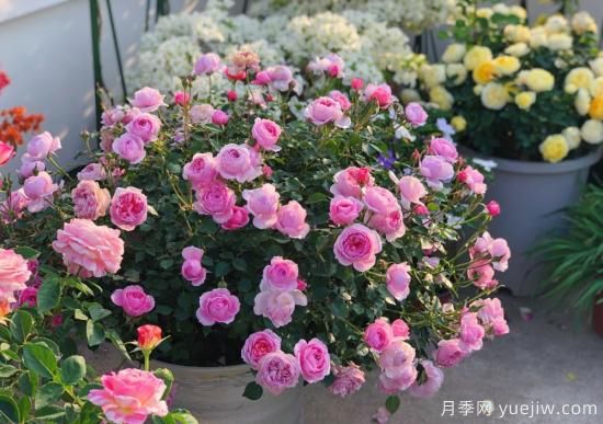 入秋养月季,首选这5种,耐热耐寒性都不错,关键抗性强,开花美(图1) 入秋养月季推荐5个品种,耐热耐寒抗性强开花美(图1)