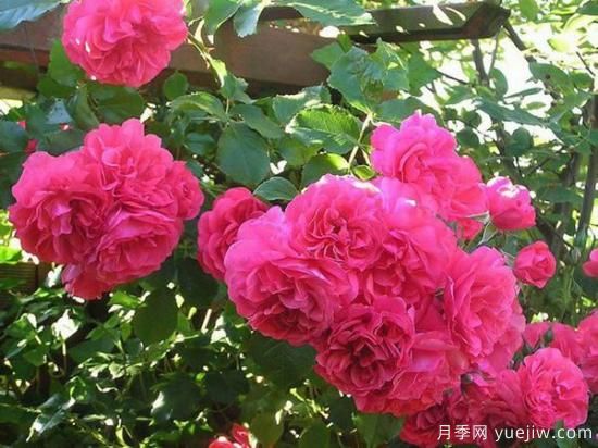 入秋养月季,首选这5种,耐热耐寒性都不错,关键抗性强,开花美(图3) 入秋养月季推荐5个品种,耐热耐寒抗性强开花美(图2)