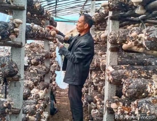 飘出深山 走向世界 西峡香菇香南北(图1)